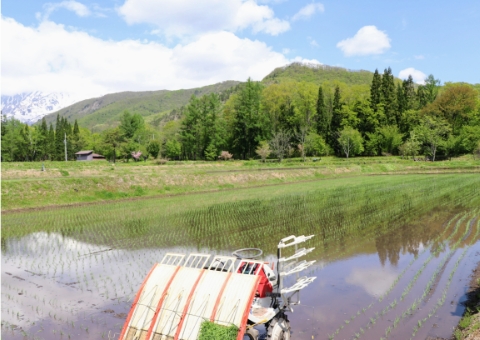 田植え